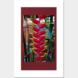 Costa Rica. Exotic Flower -  Heliconia pendula. Posters and Art